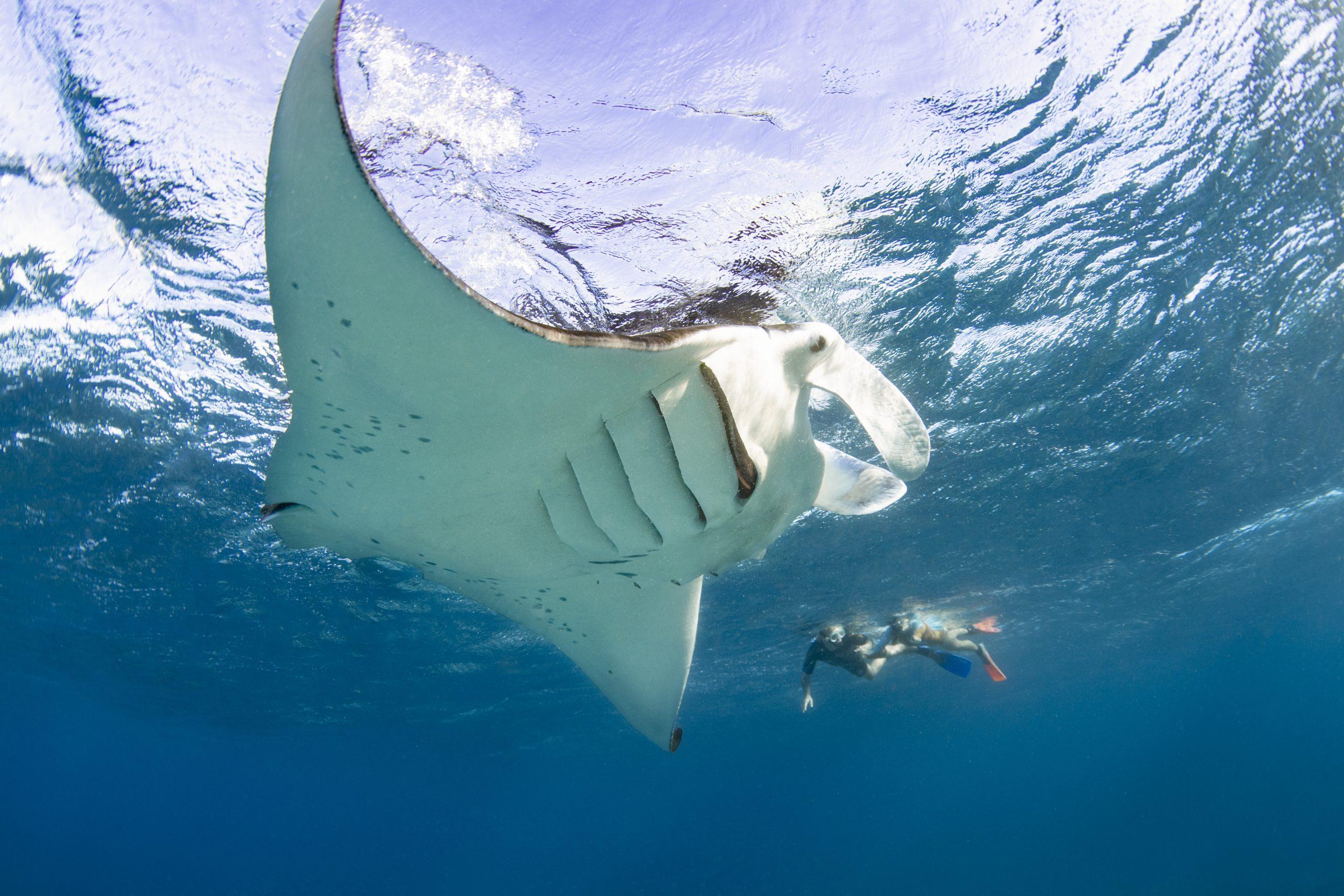 Blue Manta Fishing Trip with Maritime Warriors