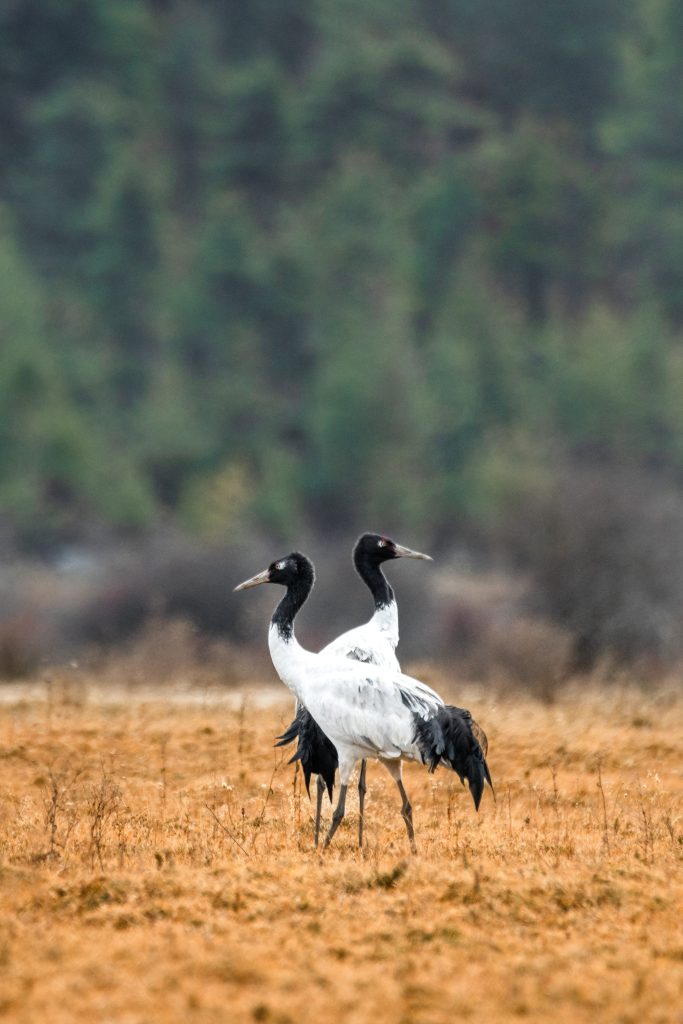 Black-necked Cranes